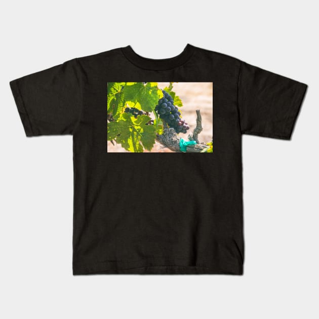 Grapes on Vines Kids T-Shirt by jvnimages